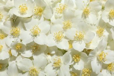Photo of Beautiful jasmine flowers as background, top view