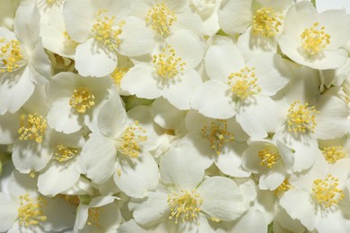 Photo of Beautiful jasmine flowers as background, top view