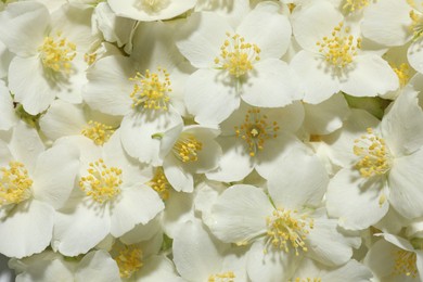 Photo of Beautiful jasmine flowers as background, top view