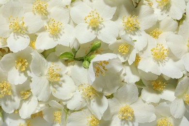 Photo of Beautiful jasmine flowers as background, top view