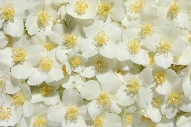 Photo of Beautiful jasmine flowers as background, top view