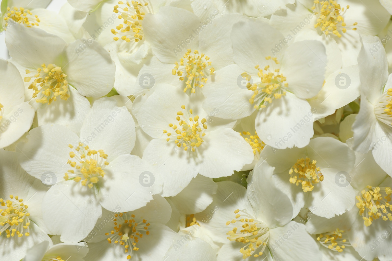 Beautiful jasmine flowers as background, top view Photo of Beautiful jasmine flowers as background, top view