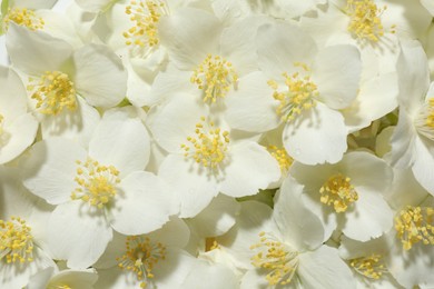 Photo of Beautiful jasmine flowers as background, top view