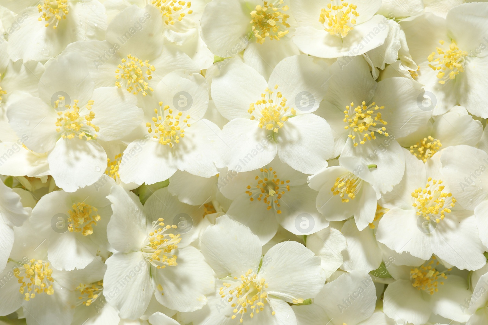 Beautiful jasmine flowers as background, top view Photo of Beautiful jasmine flowers as background, top view