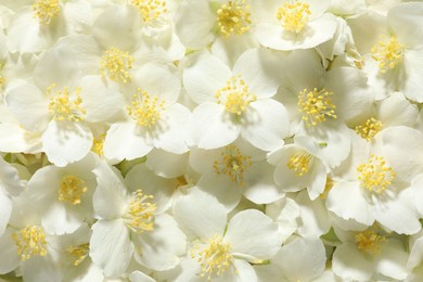 Photo of Beautiful jasmine flowers as background, top view