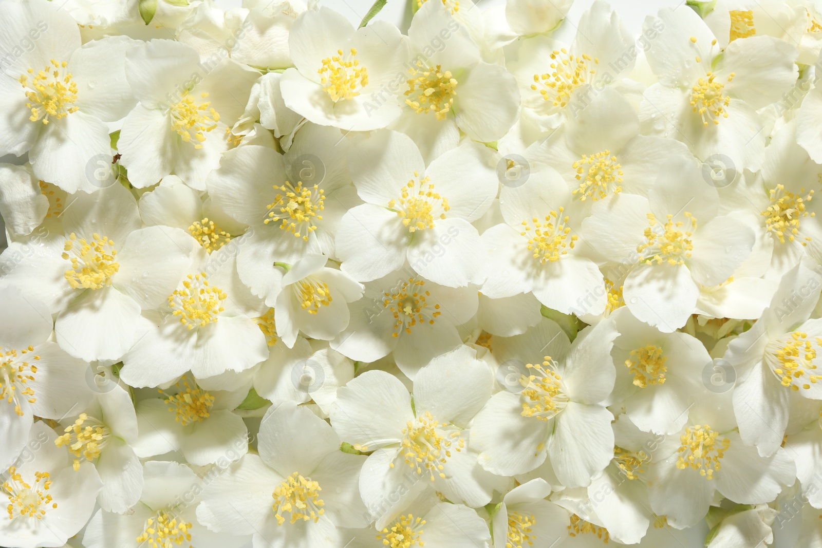 Beautiful jasmine flowers as background, top view Photo of Beautiful jasmine flowers as background, top view