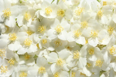 Photo of Beautiful jasmine flowers as background, top view