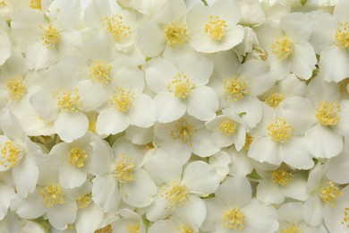 Photo of Beautiful jasmine flowers as background, top view