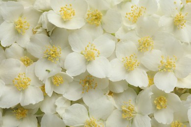 Photo of Beautiful jasmine flowers as background, top view