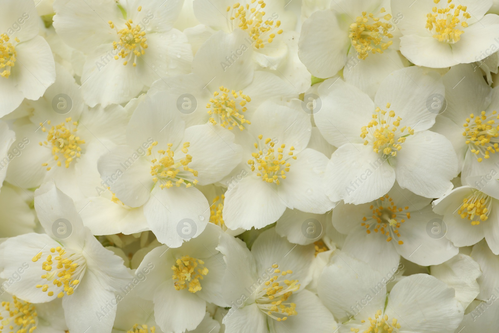 Beautiful jasmine flowers as background, top view Photo of Beautiful jasmine flowers as background, top view