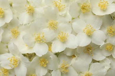 Photo of Beautiful jasmine flowers as background, top view