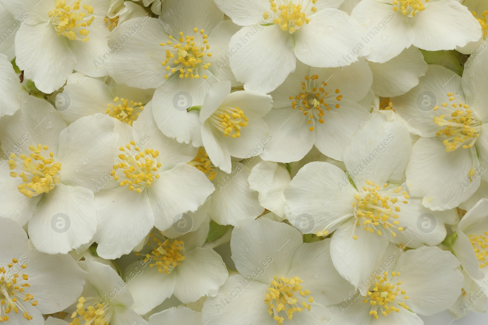Beautiful jasmine flowers as background, top view Photo of Beautiful jasmine flowers as background, top view