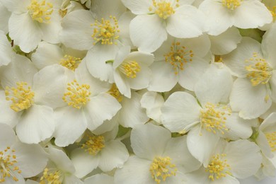 Photo of Beautiful jasmine flowers as background, top view