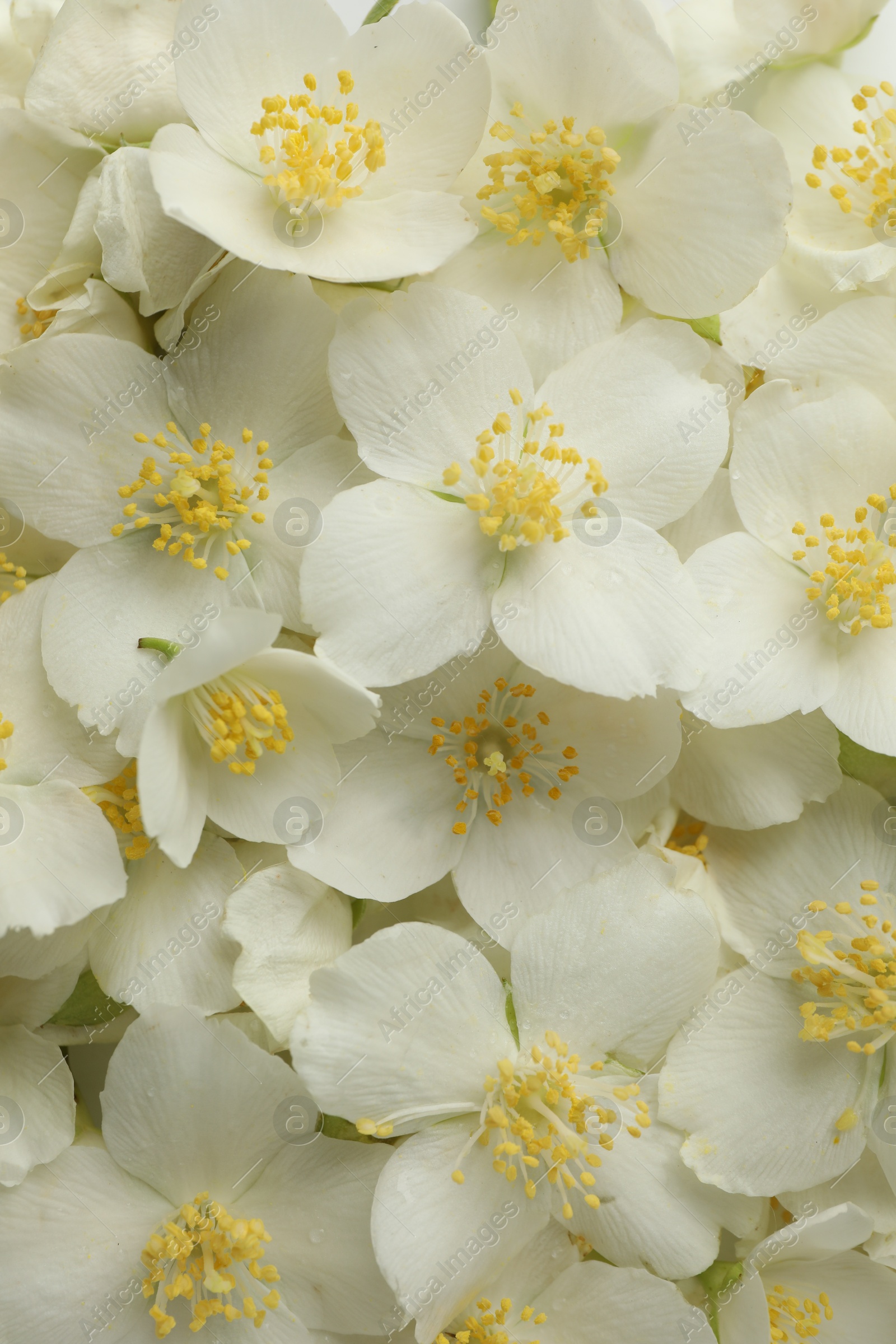 Beautiful jasmine flowers as background, top view Photo of Beautiful jasmine flowers as background, top view
