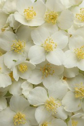 Photo of Beautiful jasmine flowers as background, top view