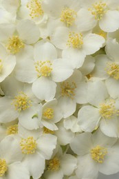 Photo of Beautiful jasmine flowers as background, top view