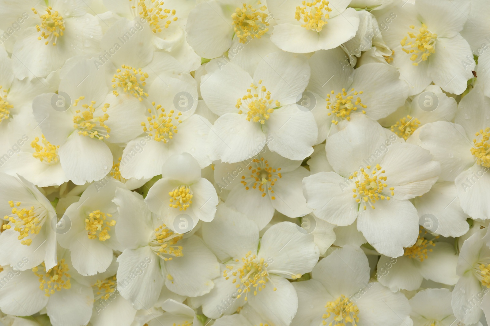 Beautiful jasmine flowers as background, top view Photo of Beautiful jasmine flowers as background, top view