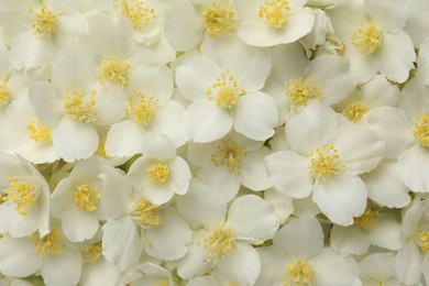 Photo of Beautiful jasmine flowers as background, top view