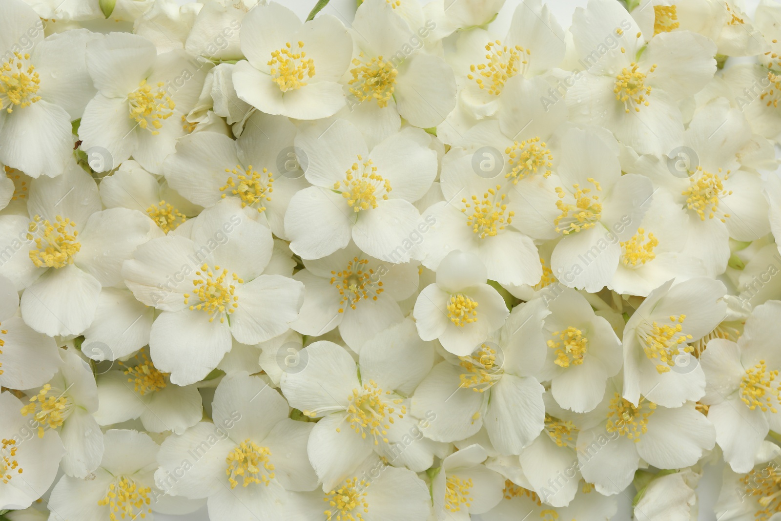 Beautiful jasmine flowers as background, top view Photo of Beautiful jasmine flowers as background, top view