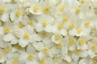 Photo of Beautiful jasmine flowers as background, top view