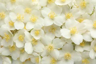 Photo of Beautiful jasmine flowers as background, top view