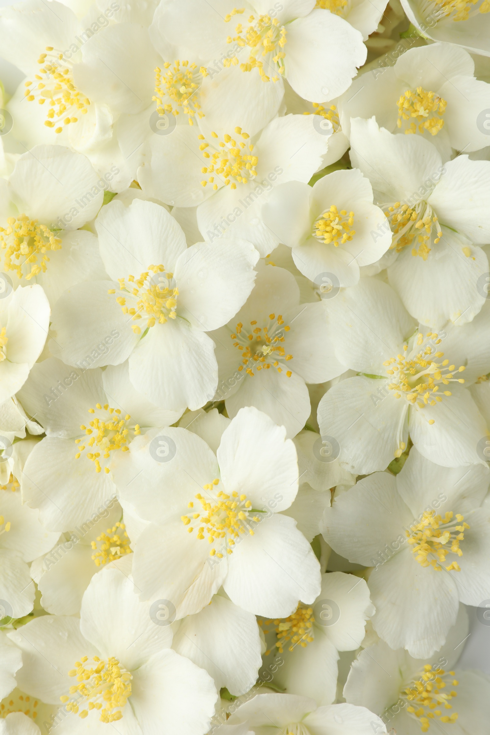 Beautiful jasmine flowers as background, top view Photo of Beautiful jasmine flowers as background, top view