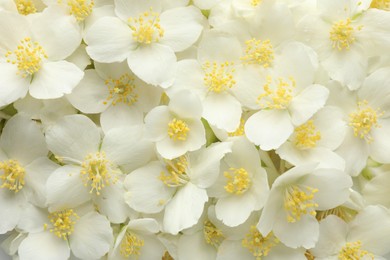 Photo of Beautiful jasmine flowers as background, top view