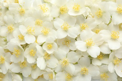 Photo of Beautiful jasmine flowers as background, top view