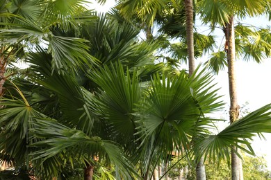 Photo of Beautiful green palm trees growing outdoors, low angle view