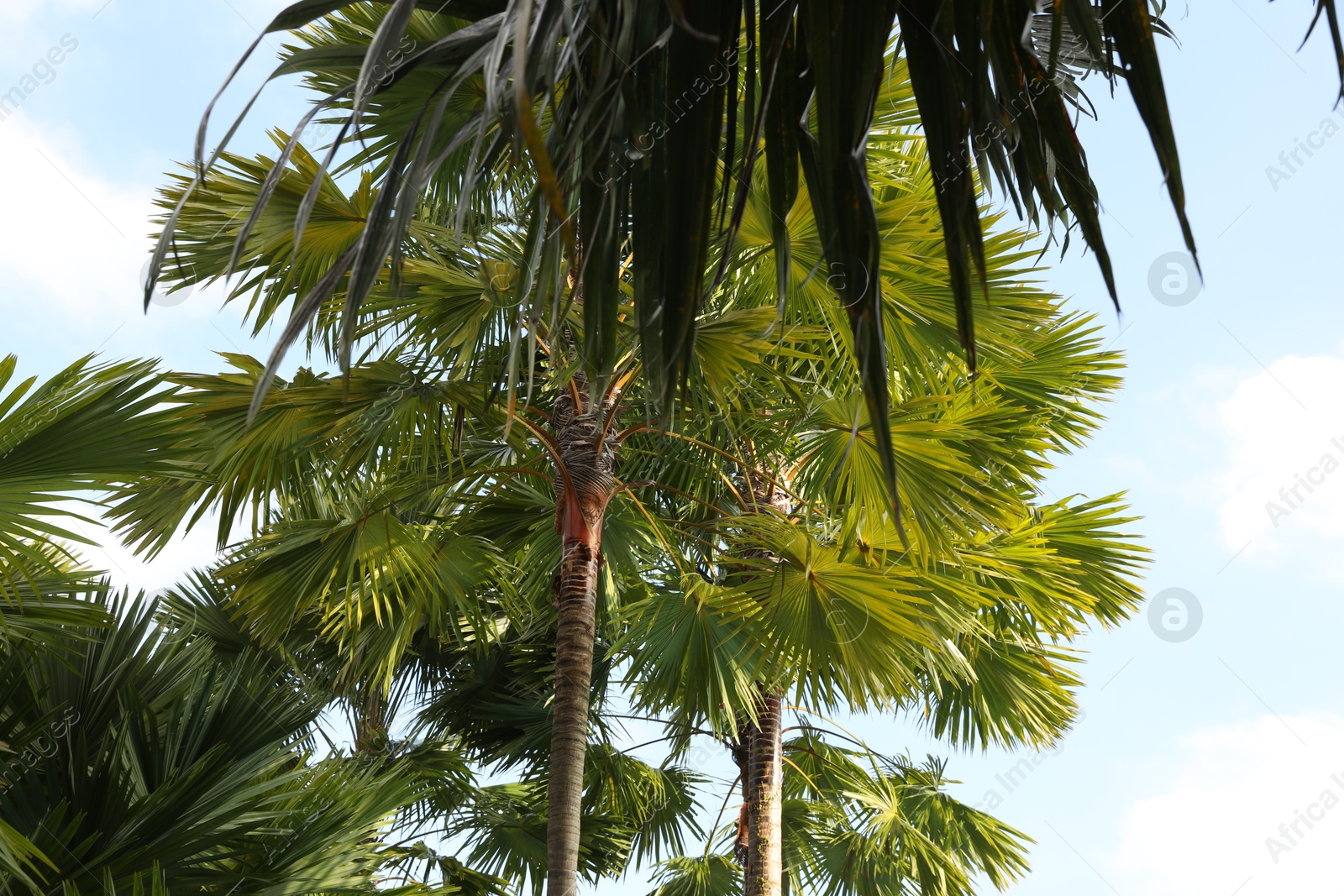 Beautiful green palm trees growing under blue sky, low angle view Photo of Beautiful green palm trees growing under blue sky, low angle view