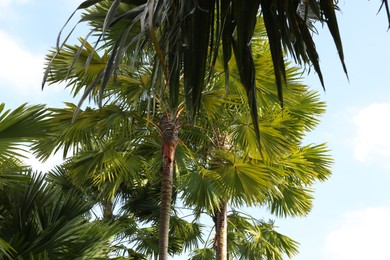 Photo of Beautiful green palm trees growing under blue sky, low angle view