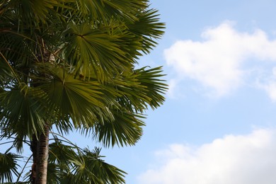Photo of Beautiful green palm trees growing under blue sky, low angle view. Space for text