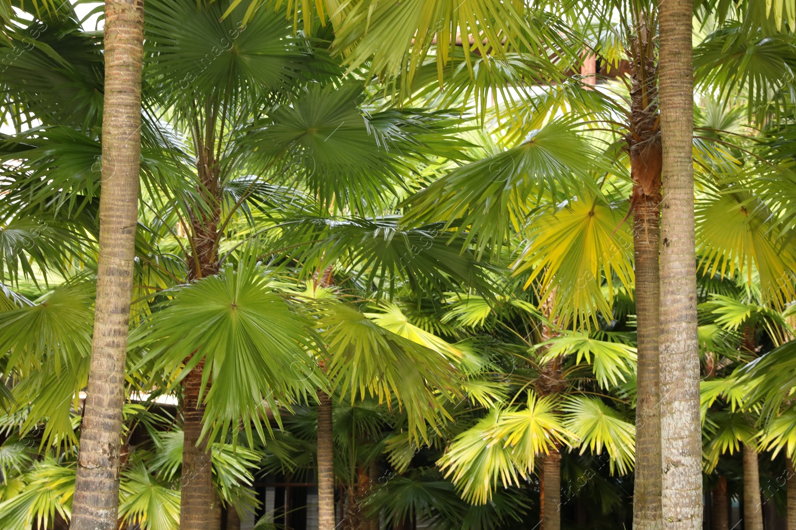 Many different green palm trees growing outdoors Photo of Many different green palm trees growing outdoors