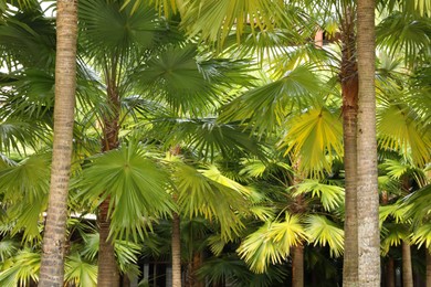Photo of Many different green palm trees growing outdoors