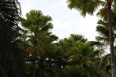 Photo of Beautiful green palm trees growing outdoors, low angle view