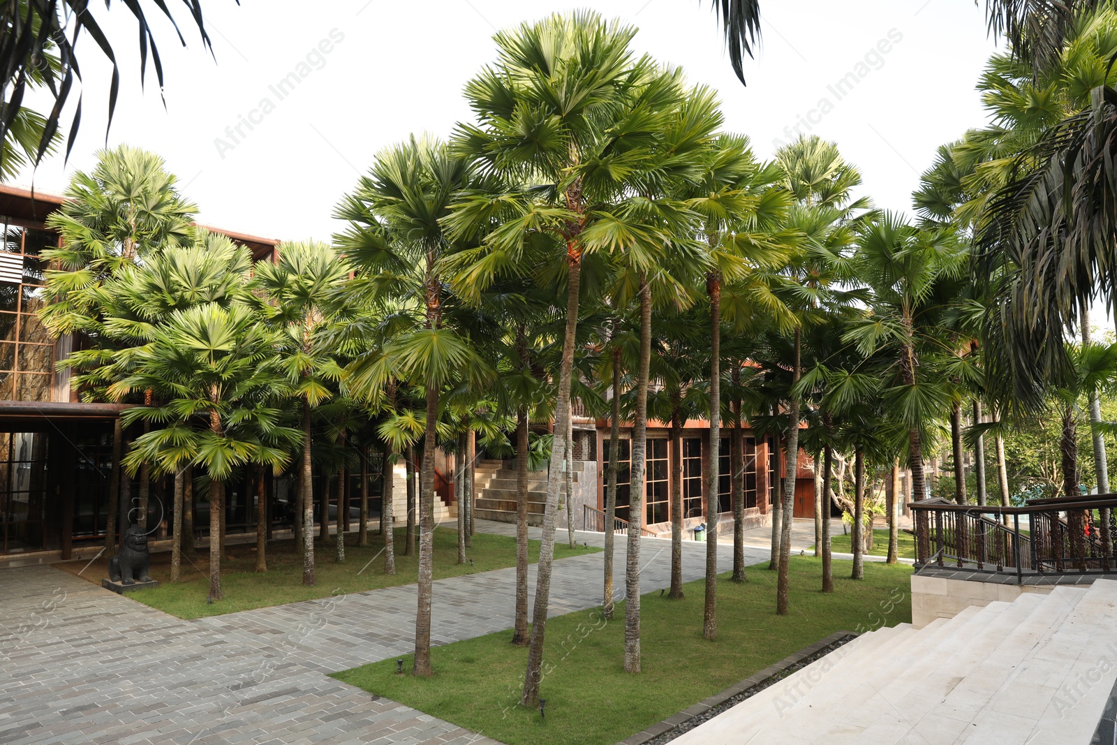 Beautiful green palm trees near building outdoors Photo of Beautiful green palm trees near building outdoors