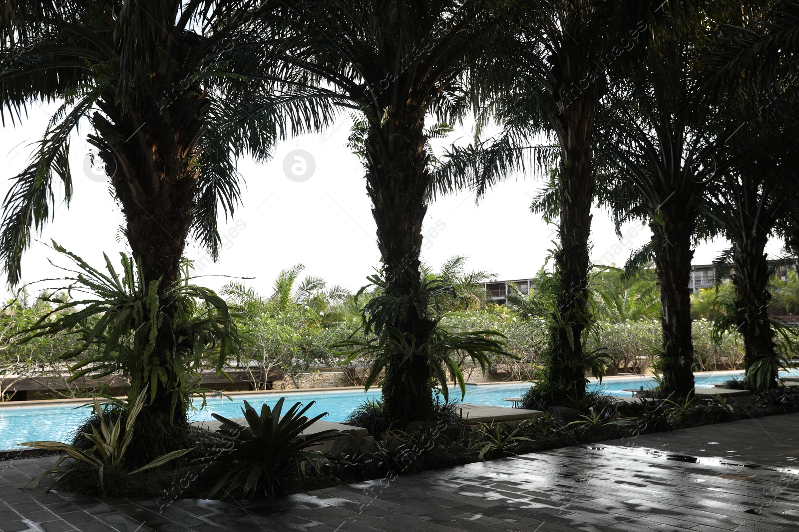 Beautiful green palm trees near swimming pool outdoors Photo of Beautiful green palm trees near swimming pool outdoors