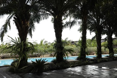Photo of Beautiful green palm trees near swimming pool outdoors