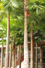Photo of Beautiful green palm trees near building outdoors