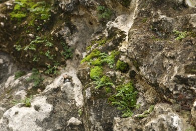 Photo of Rocks covered with green moss as background, closeup