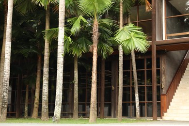 Photo of Beautiful green palm trees near building outdoors