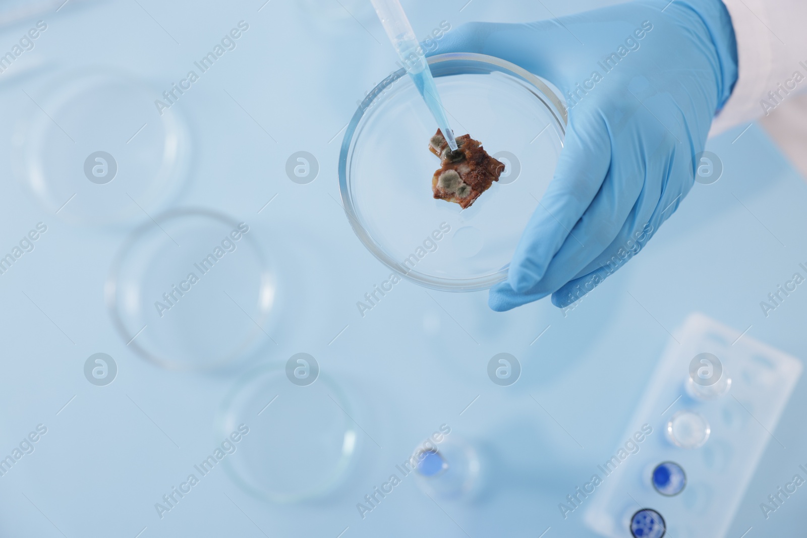 Scientist working with sample in Petri dish at table in laboratory, closeup Photo of Scientist working with sample in Petri dish at table in laboratory, closeup