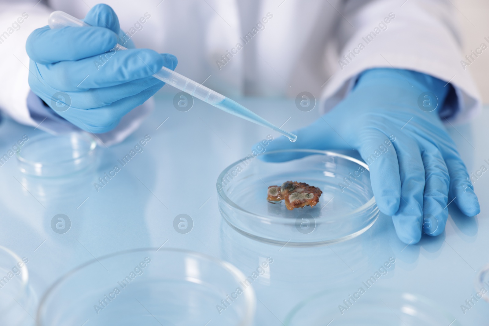 Photo of Scientist working with sample in Petri dish at table in laboratory, closeup