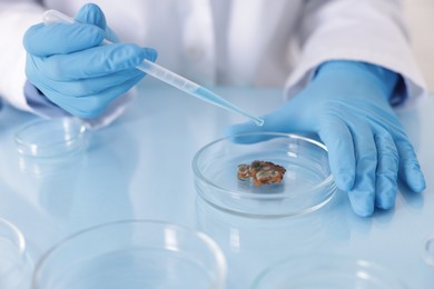 Photo of Scientist working with sample in Petri dish at table in laboratory, closeup
