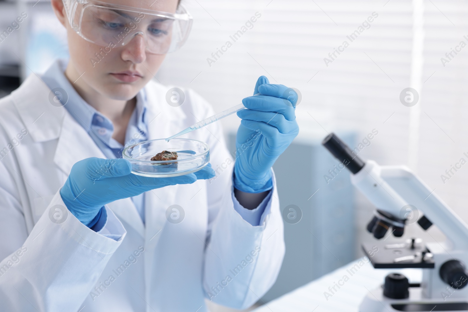 Scientist working with sample in Petri dish in laboratory, selective focus Photo of Scientist working with sample in Petri dish in laboratory, selective focus