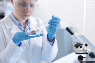 Photo of Scientist working with sample in Petri dish in laboratory, selective focus