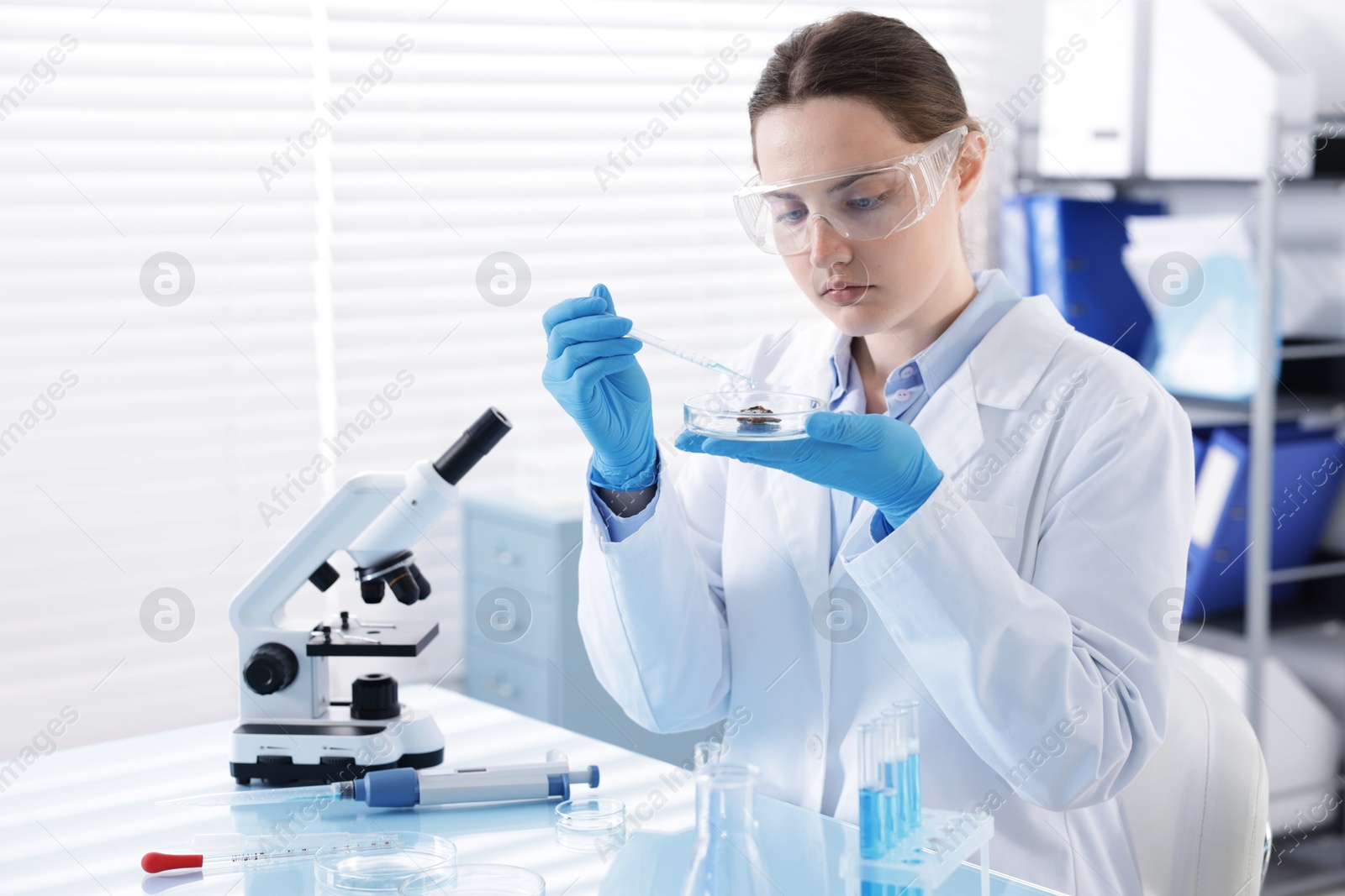 Scientist working with sample in Petri dish at table in laboratory Photo of Scientist working with sample in Petri dish at table in laboratory