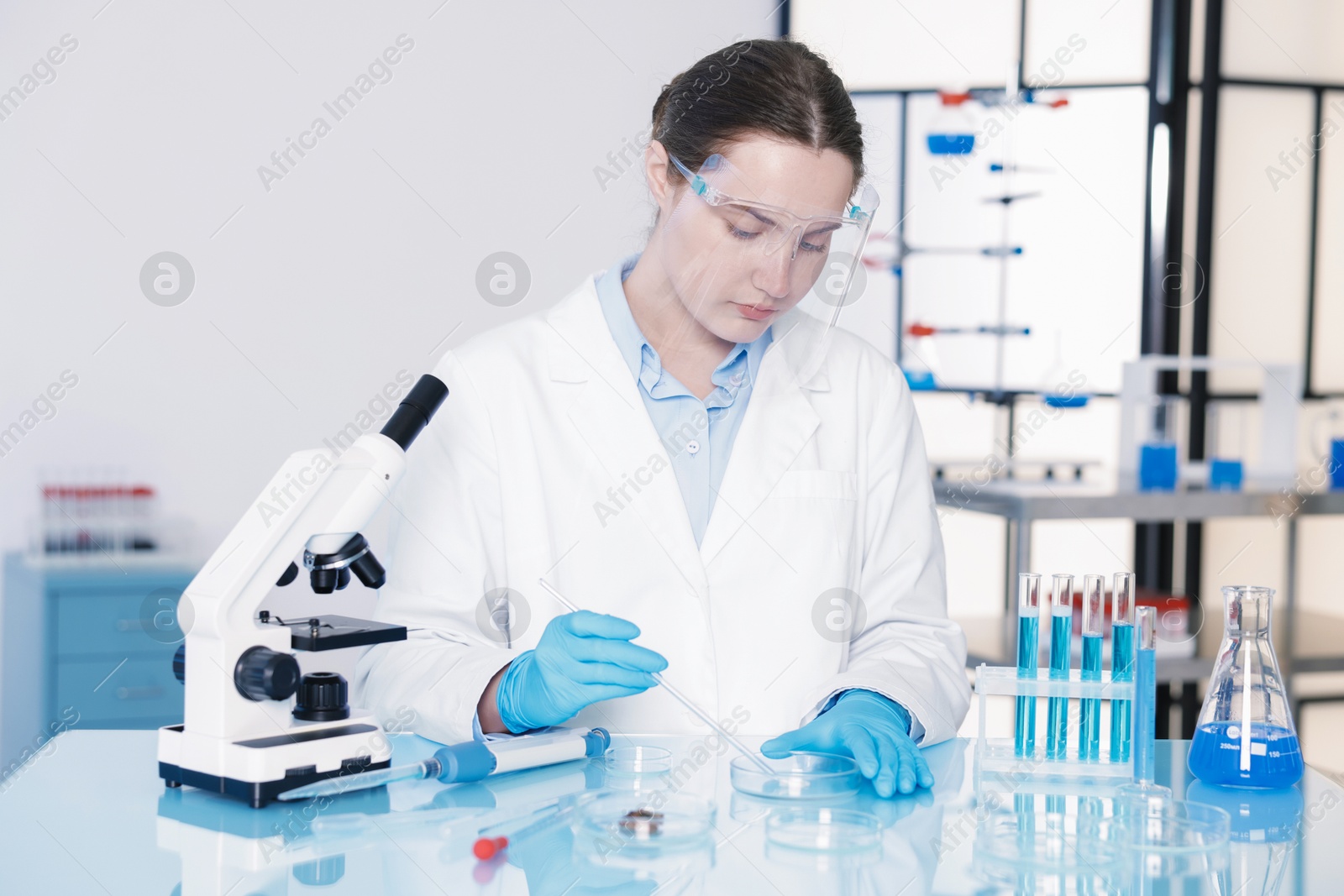 Scientist working with sample in Petri dish at table in laboratory Photo of Scientist working with sample in Petri dish at table in laboratory