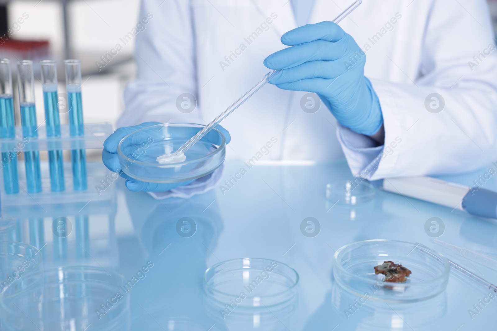 Photo of Scientist working with sample in Petri dish at table in laboratory, closeup