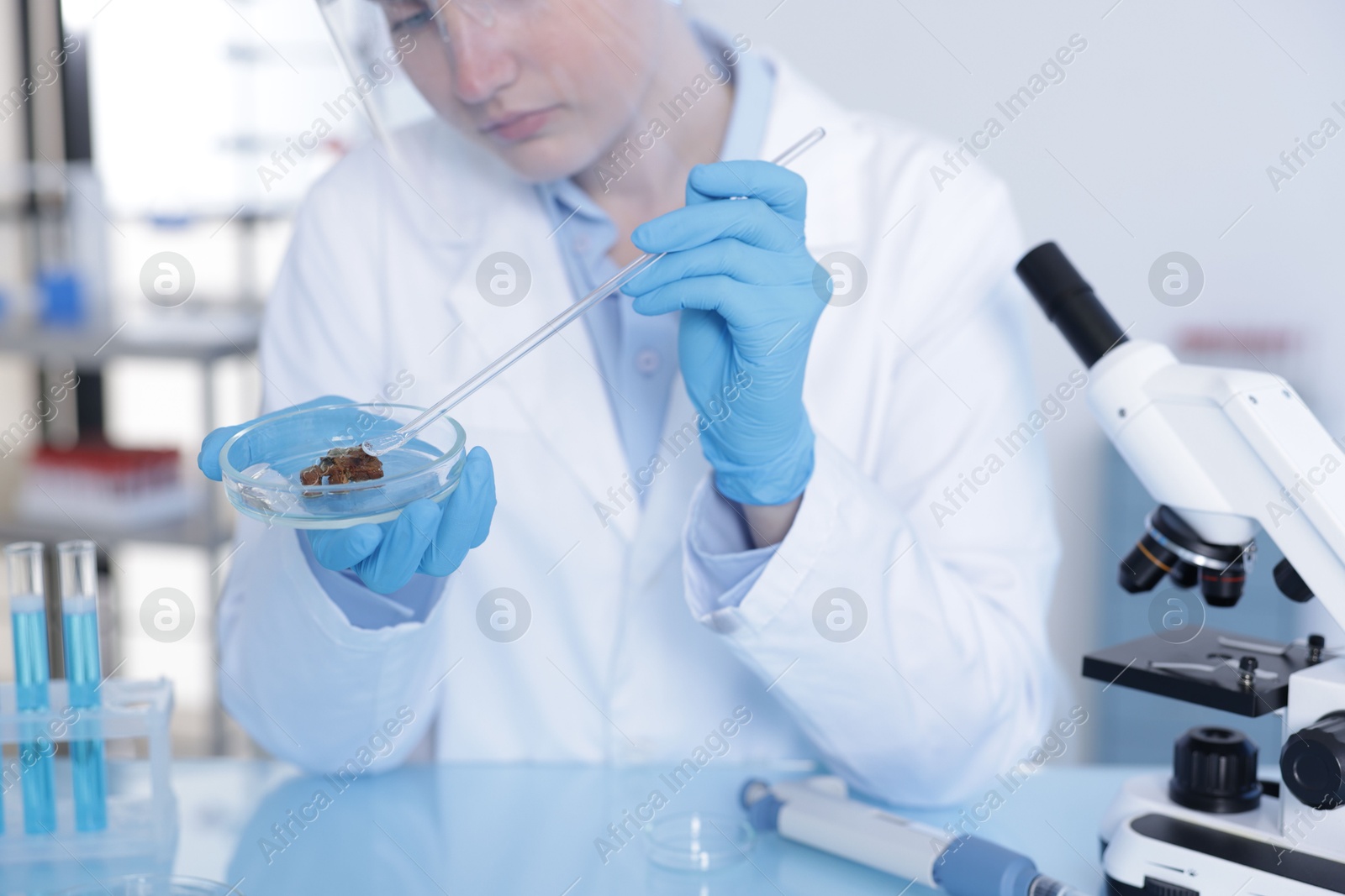 Scientist working with sample in Petri dish at table in laboratory, closeup Photo of Scientist working with sample in Petri dish at table in laboratory, closeup